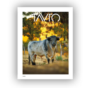 Tauro XXVII, Verano 2026